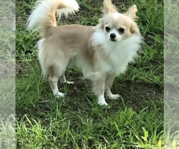 Medium Photo #1 Chihuahua Puppy For Sale in ALLEN, TX, USA