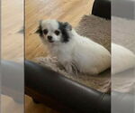 Small #2 Chihuahua