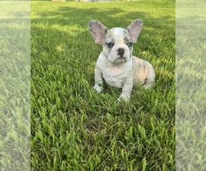 French Bulldog Puppy for sale in CHICAGO, IL, USA