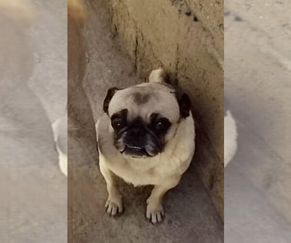 Medium Photo #1 Pug Puppy For Sale in San Diego, CA, USA