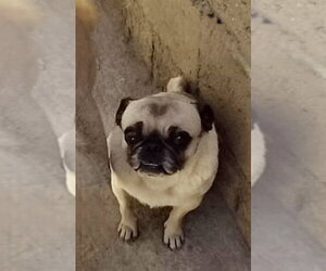Pug Dogs for adoption in San Diego, CA, USA