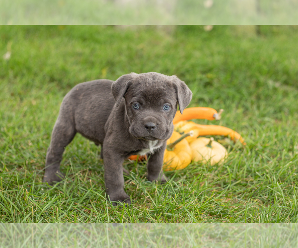 Medium Photo #25 Cane Corso Puppy For Sale in BOURBON, IN, USA