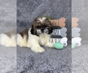 Shih Tzu Puppy for sale in INDIANAPOLIS, IN, USA