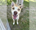 Small #3 American Pit Bull Terrier Mix