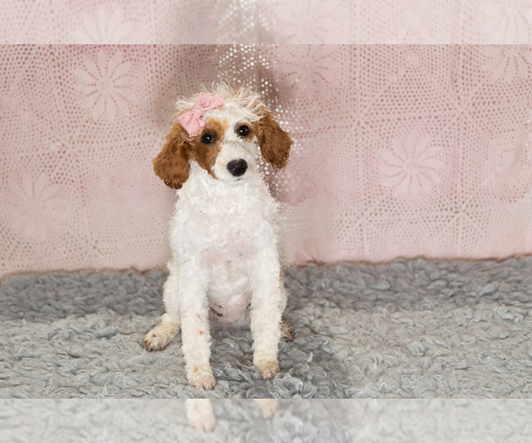 Medium Photo #4 Poodle (Miniature) Puppy For Sale in MILLERSBURG, IN, USA