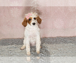 Small #3 Poodle (Miniature)