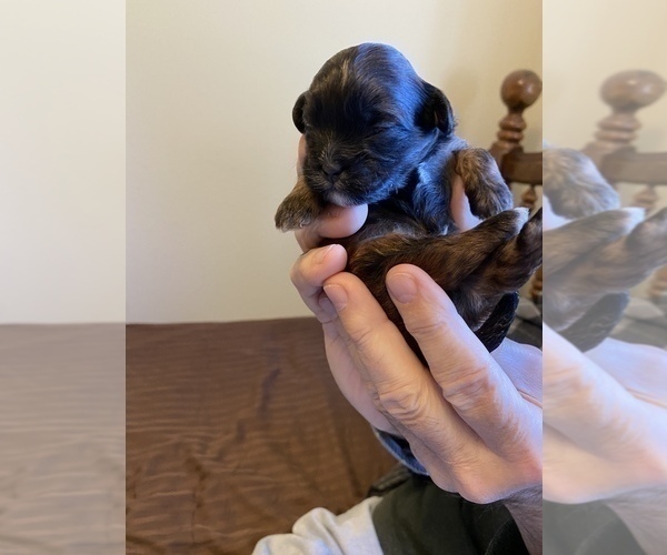 Medium Photo #6 ShihPoo Puppy For Sale in KETTLE FALLS, WA, USA