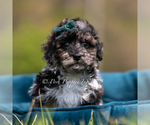 Small Photo #68 Poodle (Miniature) Puppy For Sale in WARSAW, IN, USA