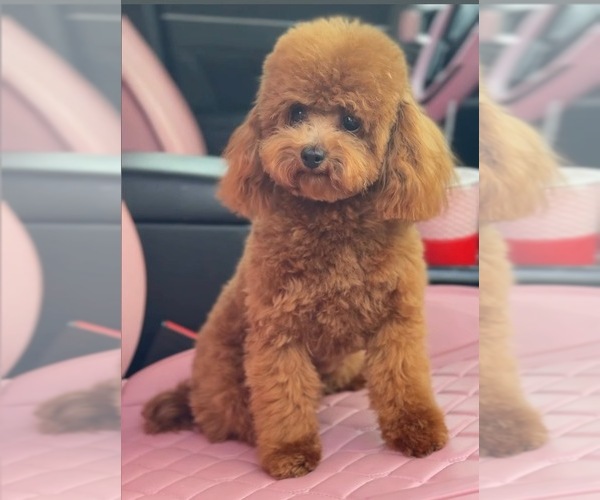 Medium Photo #1 Poodle (Toy) Puppy For Sale in SAN BERNARDINO, CA, USA