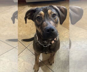 Beagle-Unknown Mix Dogs for adoption in Valrico, FL, USA