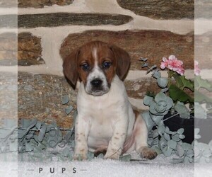 Jack-A-Bee Puppy for sale in STEWARTSTOWN, PA, USA