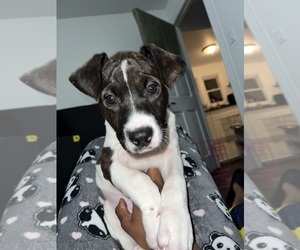 American Staffordshire Terrier-Border Collie Mix Puppy for sale in SPRINGFIELD GARDENS, NY, USA