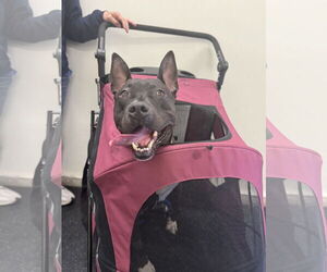 Milo - Male American Pit Bull Terrier-Unknown Mix Dog for Adoption - Photo #3