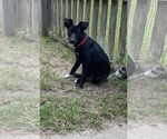 Small #8 Black Mouth Cur Mix