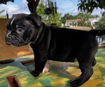 Small Photo #6 American Bully Puppy For Sale in TAMPA, FL, USA