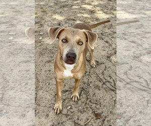 Twyla - Female Labrador Retriever-Staffordshire Bull Terrier Mix Dog for Adoption - Photo #4