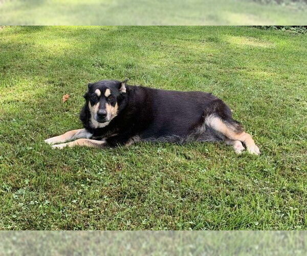 Medium Photo #3 Mutt Puppy For Sale in Rockaway, NJ, USA