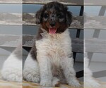 Small Photo #3 Poodle (Standard) Puppy For Sale in FREDERICKSBURG, OH, USA