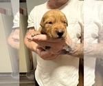 Puppy Red Golden Retriever