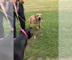 Small #13 Labrador Retriever Mix