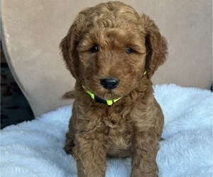 Goldendoodle (Miniature) Litter for sale in SAN FERNANDO, CA, USA
