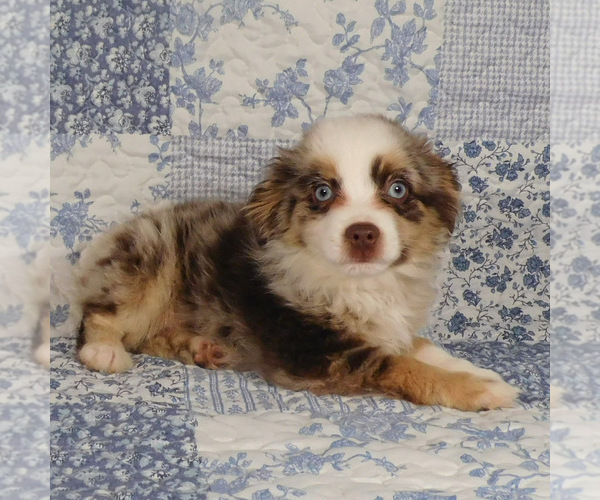 Medium Photo #3 Miniature Australian Shepherd Puppy For Sale in HARRISON, OH, USA