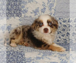 Small #2 Miniature Australian Shepherd