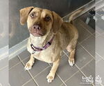 Small #4 Labrador Retriever Mix