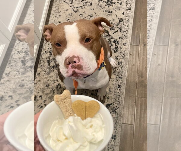 Medium Photo #11 Mutt Puppy For Sale in Alexandria, VA, USA