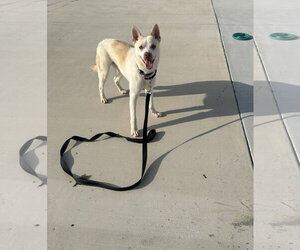 Pomston Dogs for adoption in Lancaster, PA, USA