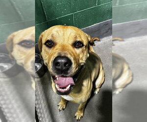 Mastiff Dogs for adoption in Forestville, MD, USA