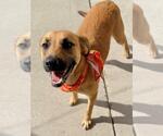 Small Redbone Coonhound Mix