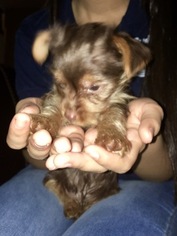 Yorkshire Terrier Puppy for sale in MIDDLE ISLAND, NY, USA