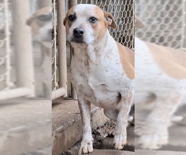 Medium Photo #5 Red Heeler-Staffordshire Bull Terrier Mix Puppy For Sale in Mountain View, AR, USA