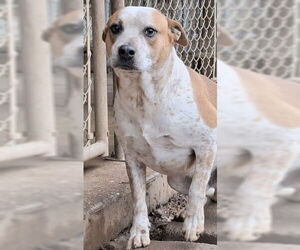 Thor - Male Red Heeler-Staffordshire Bull Terrier Mix Dog for Adoption - Photo #3