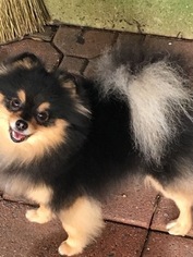 Mother of the Pomeranian puppies born on 11/09/2017