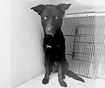 Small Siberian Husky Mix