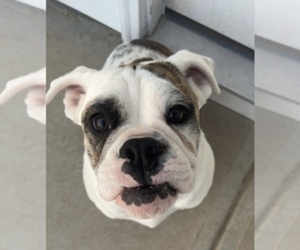 English Bulldog Puppy for sale in WILMINGTON, NC, USA