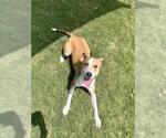 Small #1 Labrador Retriever Mix