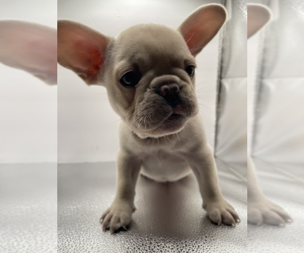 Medium Photo #3 French Bulldog Puppy For Sale in CLEARWATER, FL, USA