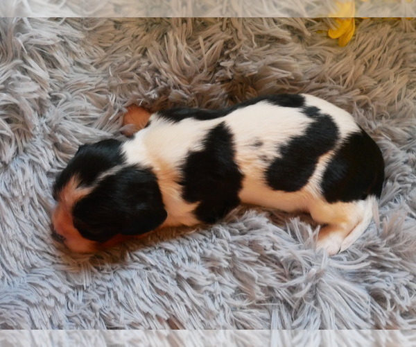 Medium Photo #13 Cavalier King Charles Spaniel Puppy For Sale in SCOTTVILLE, MI, USA