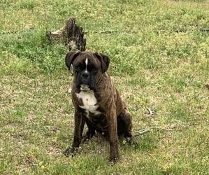 Boxer Puppy for sale in NORTH AUGUSTA, SC, USA