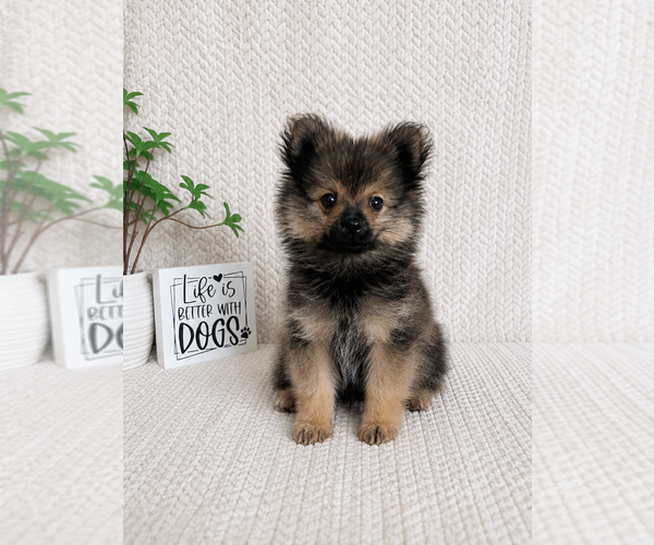 Medium Photo #2 Pomeranian Puppy For Sale in INDIANAPOLIS, IN, USA