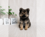 Small #1 Pomeranian