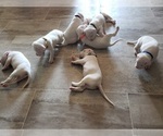 Small Photo #24 Dogo Argentino Puppy For Sale in RYAN, OK, USA