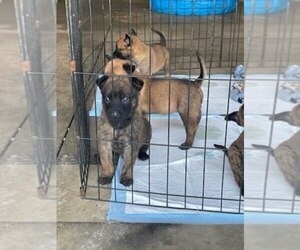 Belgian Malinois-Dutch Shepherd Dog Mix Puppy for Sale in MONCLOVA, Ohio USA