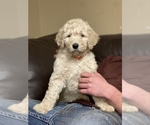 Small Photo #8 Goldendoodle Puppy For Sale in BATTLE GROUND, WA, USA