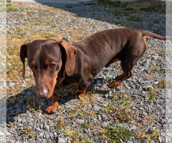 Medium Photo #7 Dachshund Puppy For Sale in Shelbyville, TN, USA