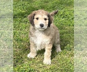 Aussiedoodle Puppy for sale in SIMI VALLEY, CA, USA