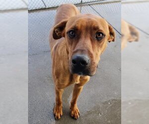 Redbone Coonhound Dogs for adoption in Bakersfield, CA, USA